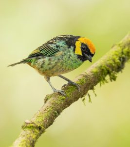 Tristes Waldsänger-Köpfchen