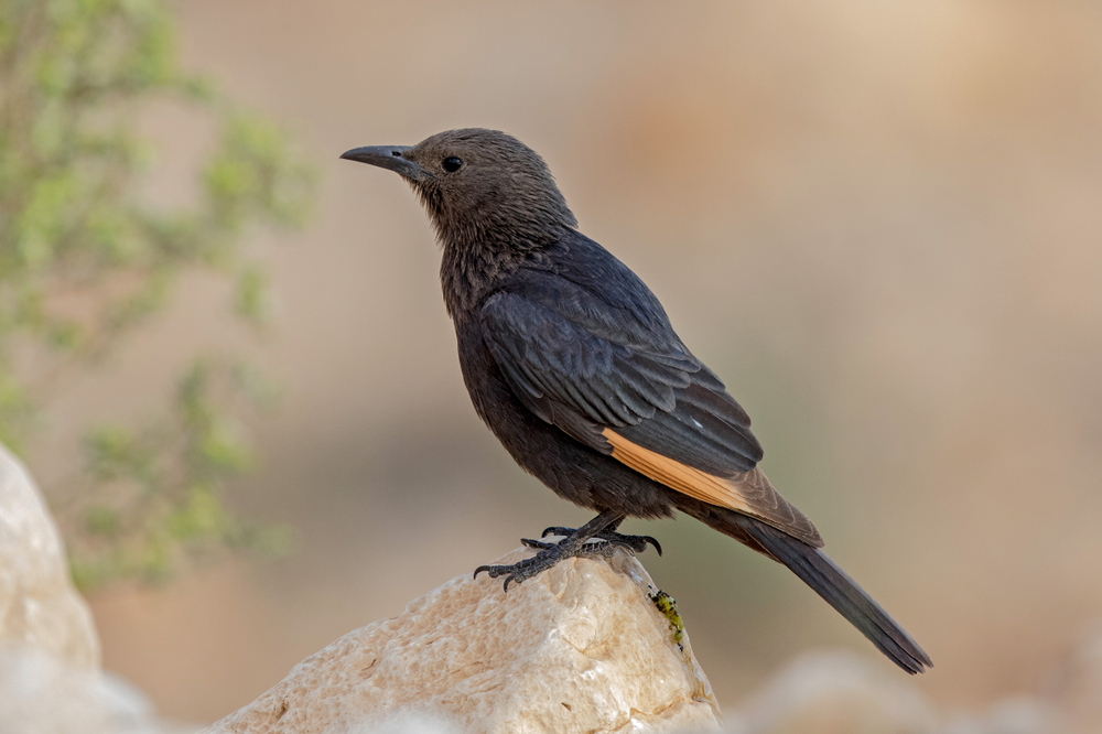 Tristrams Stare im Steckbrief Merkmale, Vorkommen, Verhalten etc.