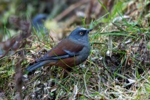Ungefleckte Braunelle
