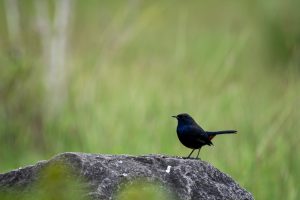 Verborgener Dickichtvogel