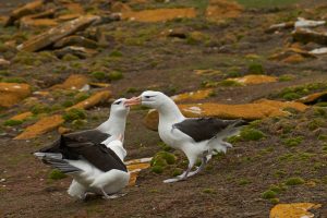 Vorsichtiger Albatros