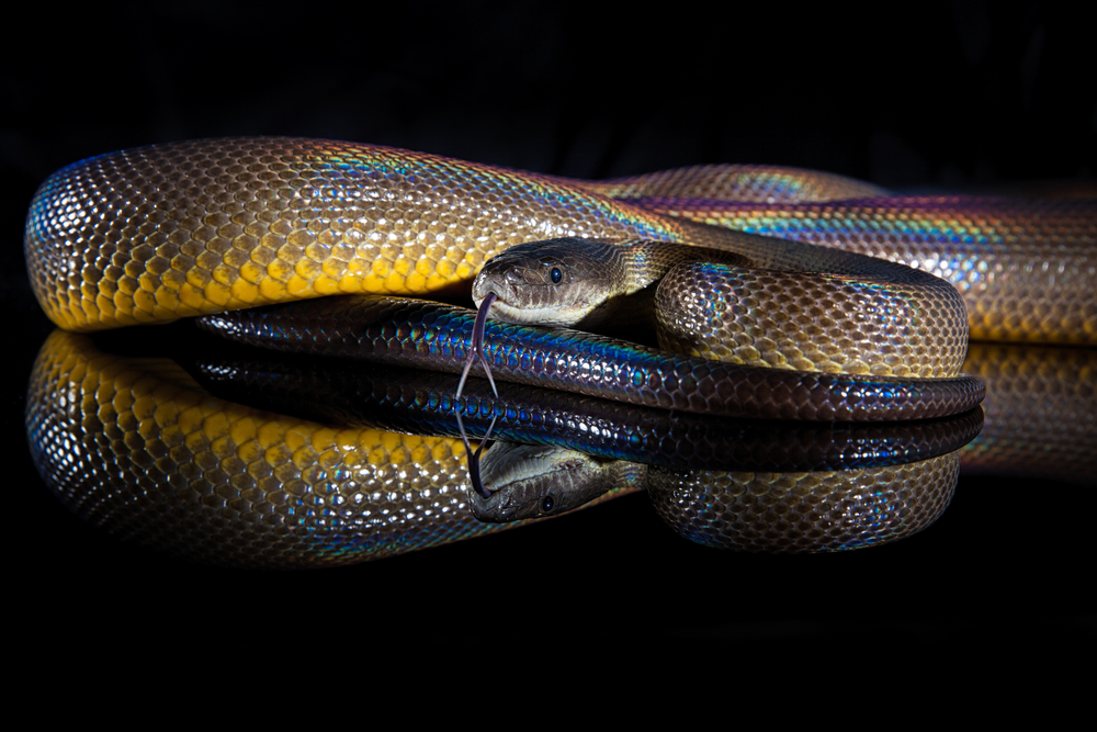 Wasserpython (Liasis fuscus) im Steckbrief - Merkmale, Vorkommen ...