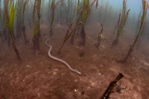 Wasserpythons