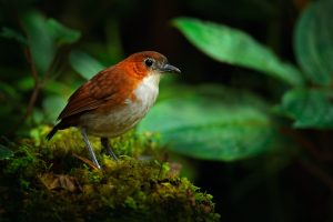 Weißbauch-Ameisenpitta