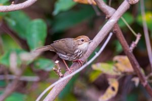 Weißbauch-Augenbrauenbabbler