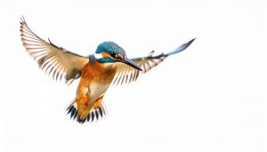 Weißbauch-Eisvogel