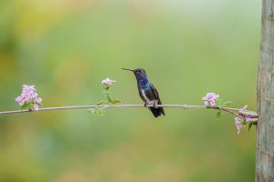 Weißbauch-Mangokolibri
