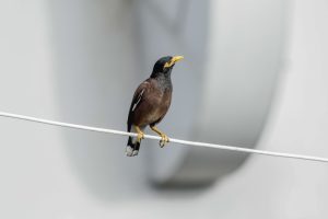 Weißbürzel-Drongo