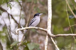 Weißgrauer Bärtvogel