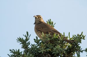 Weißkehliger Andenläufer