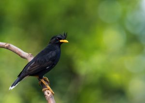 Weißscheiteldrongo