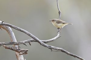 Westlicher Laubschnäpper