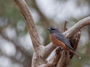 White-browed Woodswallow