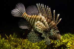 Lionfisch