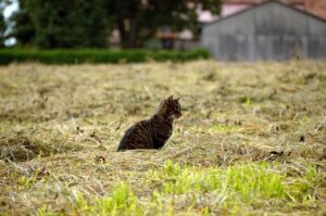 cat, katze, kater, feld, tabby, animal, grey, herbst, cute, pet, kitty, landleben
