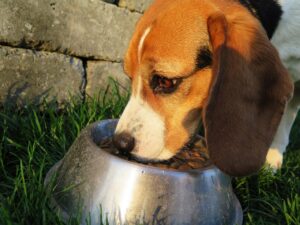 dog, meal, food bowl, dog food, feed, food, dry, garden, animal, domestic animal, domestic dog, purebred dog, beagle, pet, feeding, hunting dog, reward, wildlife, brown, nature, hungry